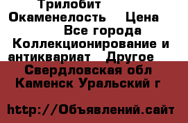 Трилобит Asaphus. Окаменелость. › Цена ­ 300 - Все города Коллекционирование и антиквариат » Другое   . Свердловская обл.,Каменск-Уральский г.